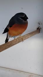 Maskergoudvinken te koop, Dieren en Toebehoren, Vogels | Overige Vogels