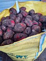 Voederbieten, Ophalen