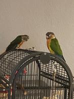 2 pyrruras met kooi, Perroquet, Domestique