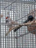 Jonge zebravinken mannen, Dieren en Toebehoren, Vogels | Overige Vogels