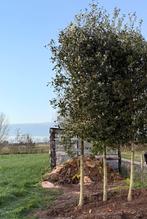 Quercus ilex (steeneik)30/40, Tuin en Terras, Ophalen, 400 cm of meer