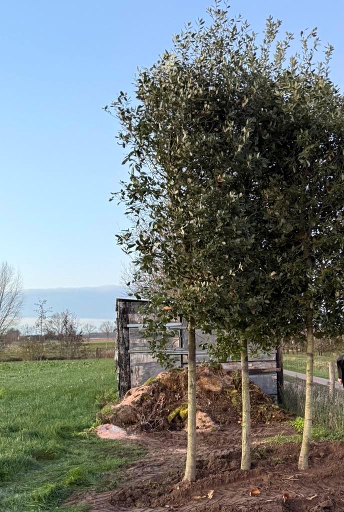 Quercus ilex (steeneik)30/40, Tuin en Terras, Planten | Bomen, 400 cm of meer, Ophalen