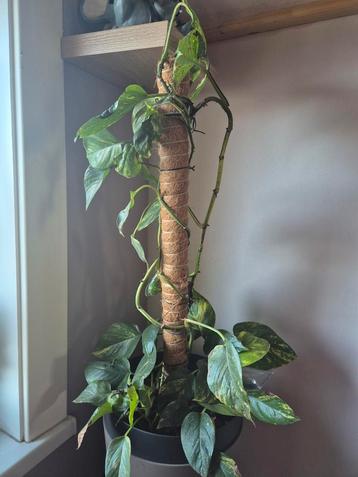 Klimplant scindapus beschikbaar voor biedingen