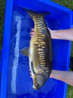 Karpers te koop, Dieren en Toebehoren, Vissen | Vijvervissen, Karper of Koi