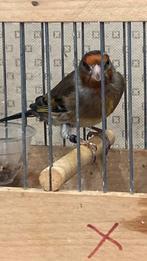 Kruisingen Kleine distelvink x kanarie 2025, Dieren en Toebehoren, Vogels | Overige Vogels, Mannelijk, Wildzangvogel, Geringd