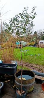 Eucalyptus Azura de 2 mètres, rustique, Jardin & Terrasse, Plantes | Arbres, Enlèvement