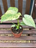 Monstera Deliciosa White Monster Variegated, Huis en Inrichting, Kamerplanten, Overige soorten, In pot, Minder dan 100 cm, Bloeiende kamerplant