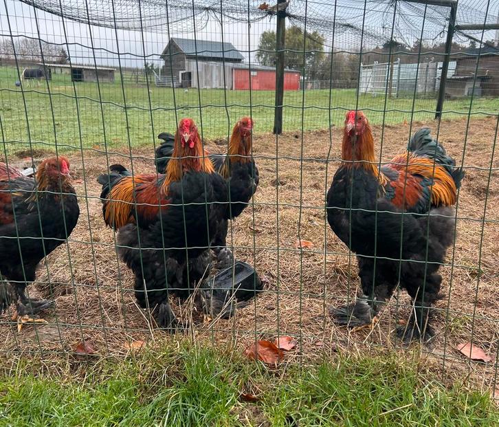 Brahma hanen groothoender, Dieren en Toebehoren, Pluimvee