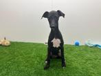 Italiaanse windhondjes pups, België, Overige rassen, 8 tot 15 weken, CDV (hondenziekte)
