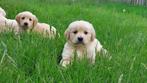 Chiots Golden Retriever, Golden retriever, Parvovirose, Plusieurs, Belgique