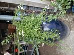 Solanum wit terrasplant, Tuin en Terras, Ophalen