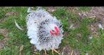 Coq pekin frisé, Animaux & Accessoires, Volatiles