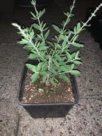 Russische Lavendel 'Blue Spire', Ophalen