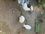 Araucana, Dieren en Toebehoren, Overige Dieren, Mei, Meerdere dieren
