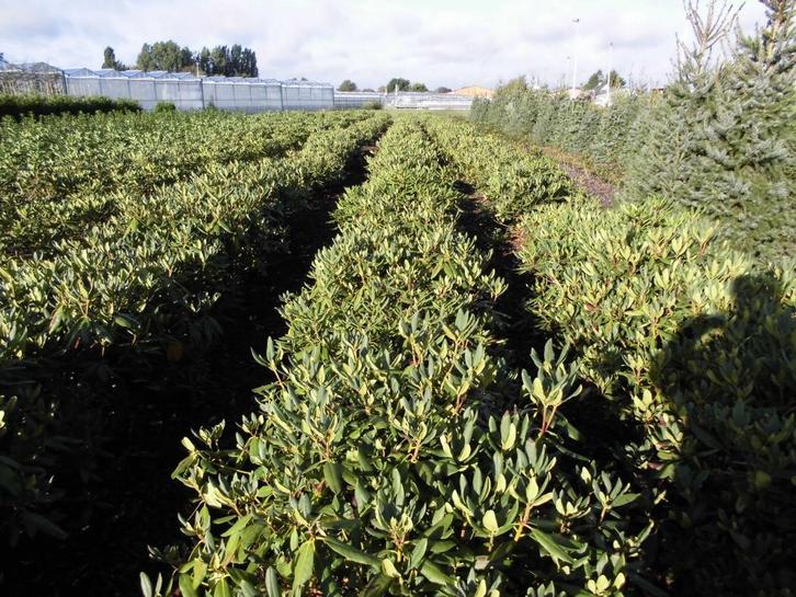 Rhododendron ponticum'Roseum'{In Promotie!!!}, Tuin en Terras, Planten | Struiken en Hagen, Struik, Rhododendron, Minder dan 100 cm