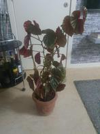 Een mooie plant, Huis en Inrichting, Ophalen