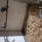 Te koop kweek koppel witwang gaailijster, Dieren en Toebehoren, Vogels | Overige Vogels, Geringd