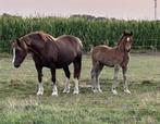 welsh hengstveulen sectie C, Dieren en Toebehoren, Gechipt, 0 tot 2 jaar, Hengst, C pony (1.27m tot 1.37m)