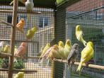 De beaux canaris bien entretenus !, Animaux & Accessoires, Oiseaux | Canaris