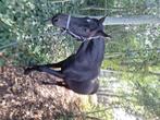 Knappe 2,5 jarige ruin te koop, Dieren en Toebehoren, Gechipt, Ruin, 0 tot 2 jaar, 160 tot 165 cm