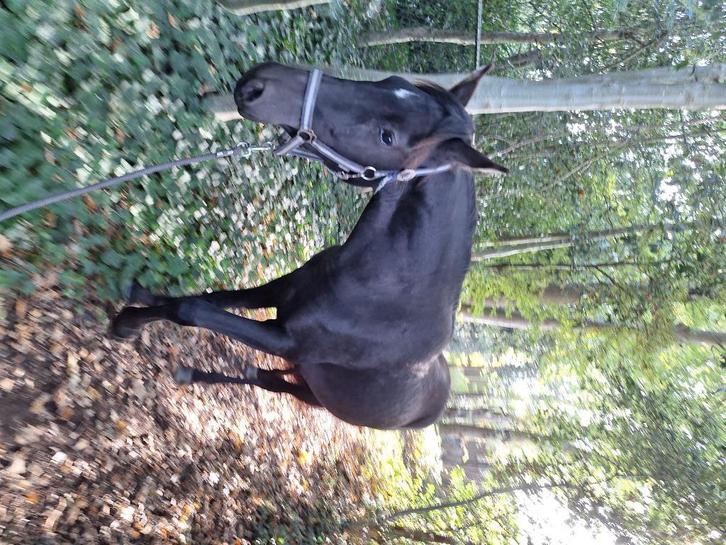 Knappe 2,5 jarige ruin te koop, Dieren en Toebehoren, Paarden, Ruin, Onbeleerd, 160 tot 165 cm, 0 tot 2 jaar, Gechipt, Ontwormd