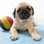 Belgische mopshond pups te koop, België, CDV (hondenziekte), 8 tot 15 weken, Meerdere