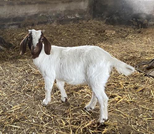 Mieke de chèvre Boer, Animaux & Accessoires, Moutons, Chèvres & Cochons, Chèvre, Femelle, 0 à 2 ans