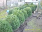 Buxus bollen, Tuin en Terras, Planten | Tuinplanten, Ophalen, Vaste plant