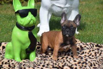 Chiots bouledogue français à choisir chiots