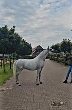 Te koop lieve 11 jarige arabisch volbloed merrie, Dieren en Toebehoren, Paarden, Ruin