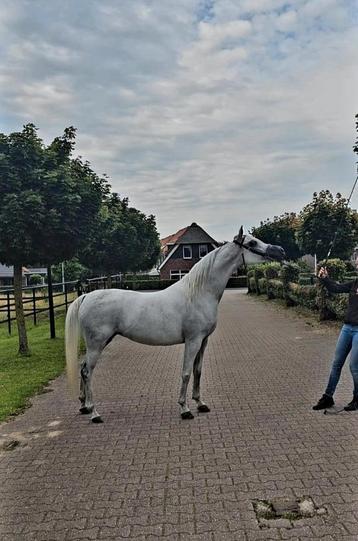 Te koop lieve 11 jarige arabisch volbloed merrie, Ruin