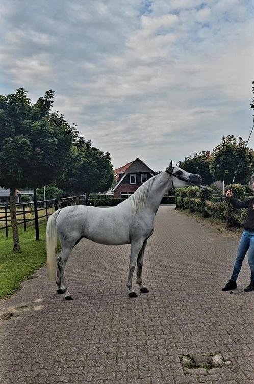 Te koop lieve 11 jarige arabisch volbloed merrie, Dieren en Toebehoren, Paarden, Ruin