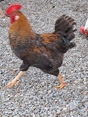 Haan, Dieren en Toebehoren, Pluimvee