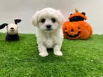 Nestje Mini Maltezer pups, België, Maltezer, CDV (hondenziekte), 8 tot 15 weken