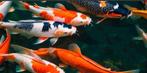 Koivissen te koop gevraagd, Dieren en Toebehoren, Vissen | Vijvervissen, Karper of Koi