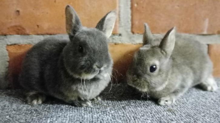 Dwerg Rex in opaal en blauwgrijs., Dieren en Toebehoren, Konijnen, Dwerg