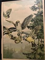 3x vintage kaders  fauna(boekplaten) 1910-1930, Ophalen