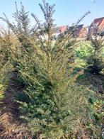 taxus, Tuin en Terras, Ophalen of Verzenden, Taxus