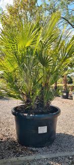 Europese dwergpalm - Chamaerops Humilis, Ophalen