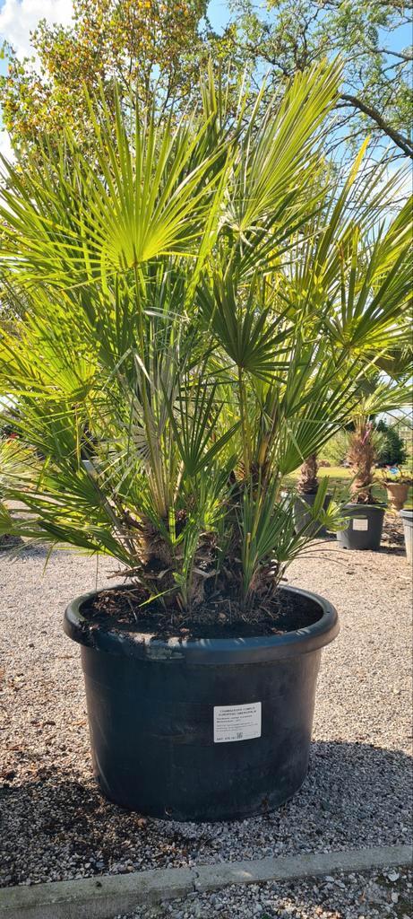 Europese dwergpalm - Chamaerops Humilis, Tuin en Terras, Planten | Tuinplanten, Ophalen