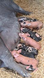 75% Berkshire en 25% Duroc biggen, Dieren en Toebehoren, Meerdere dieren, Varken, 0 tot 2 jaar