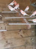 TE KOOP, Dieren en Toebehoren, Meerdere dieren, Kleurkanarie