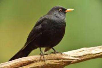 GEZOCHT MEREL, Dieren en Toebehoren, Vogels | Overige Vogels, Mannelijk