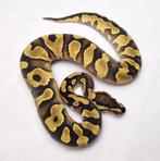 Enchi Yb dbl het Clown Pied man, Dieren en Toebehoren, Reptielen en Amfibieën, Slang, Tam, 0 tot 2 jaar