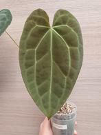 Anthurium dark crystallinum x papillilaminum, Huis en Inrichting, Kamerplanten, Ophalen of Verzenden