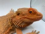 Pogona male adulte hypo het trans, Hagedis, 0 tot 2 jaar