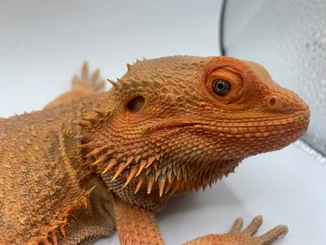 Pogona male adulte hypo het trans beschikbaar voor biedingen