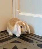 5 lieve baby dwerghangoor konijntjes, Dieren en Toebehoren, Konijnen, Hangoor