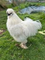 Zijdehoen haan, Dieren en Toebehoren, Pluimvee, Mannelijk, Kip