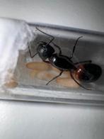 Camponotus ligniperda queen avec du pain